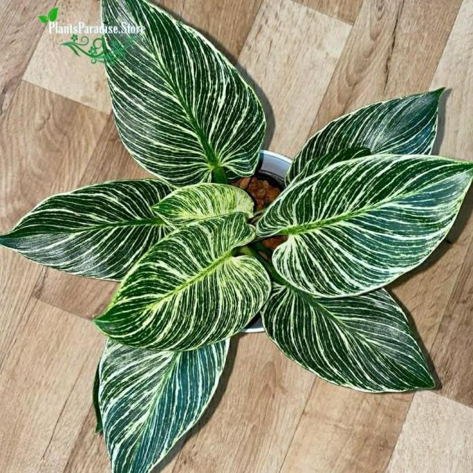 Philodendron Birkin - birkin varigata - tanaman hias aroid