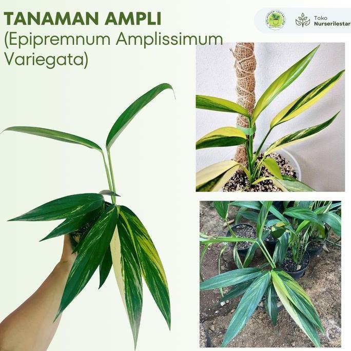 Tanaman Hias Langka ( Rare ) Ampli Variegata Putih - Epipremnum Amplissimum Variegated