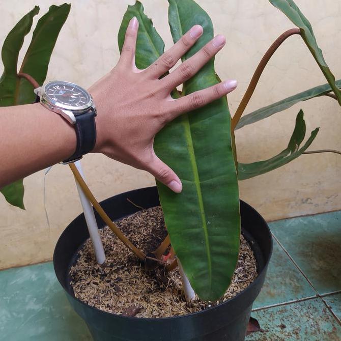 billiteae original - philodendron kabel busi stang oren