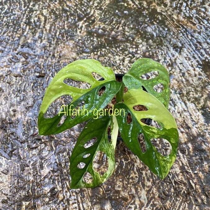 monstera adansonii variegata yellow jepang