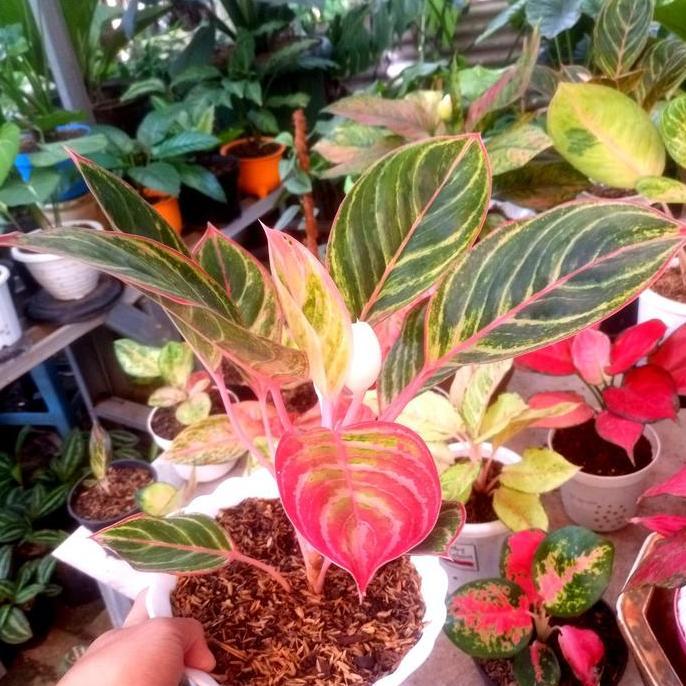Aglonema Emerald Dragon
