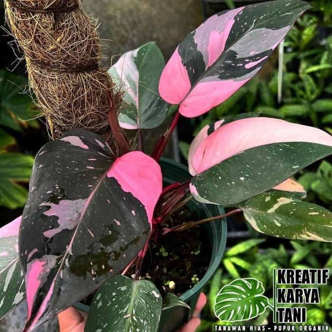 Tanaman hias philodendron pink princess - Philodendron pink princes