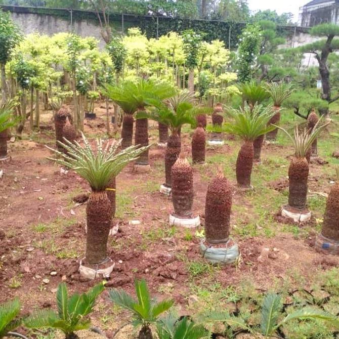 pohon palem sikas - tanaman palem sikas