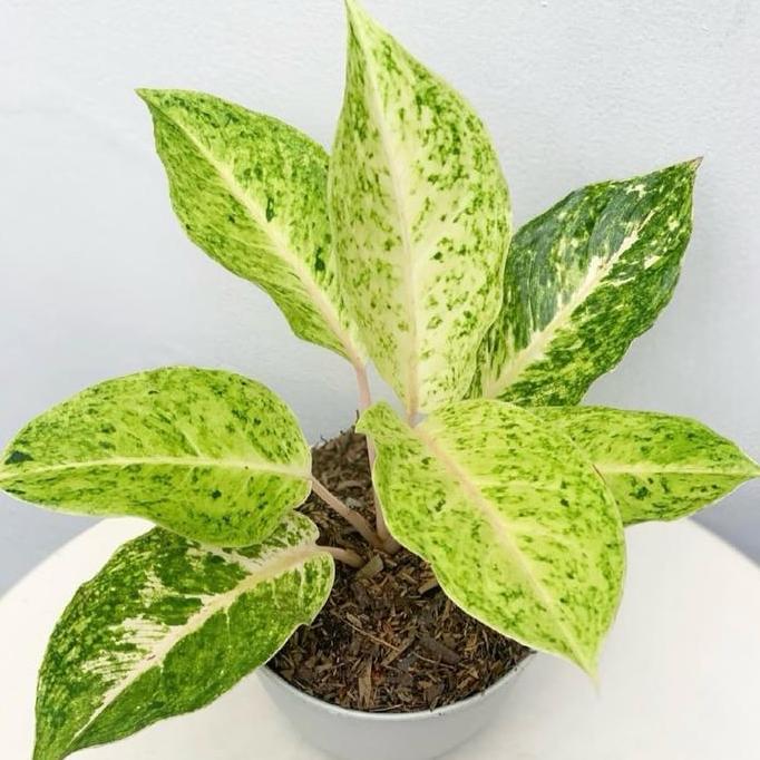 Tanaman hias aglonema striptis white - Aglonema striptis white