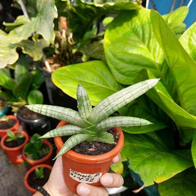 SANSE / SANSEVIERIA BONCEL PLATINUM 15112022
