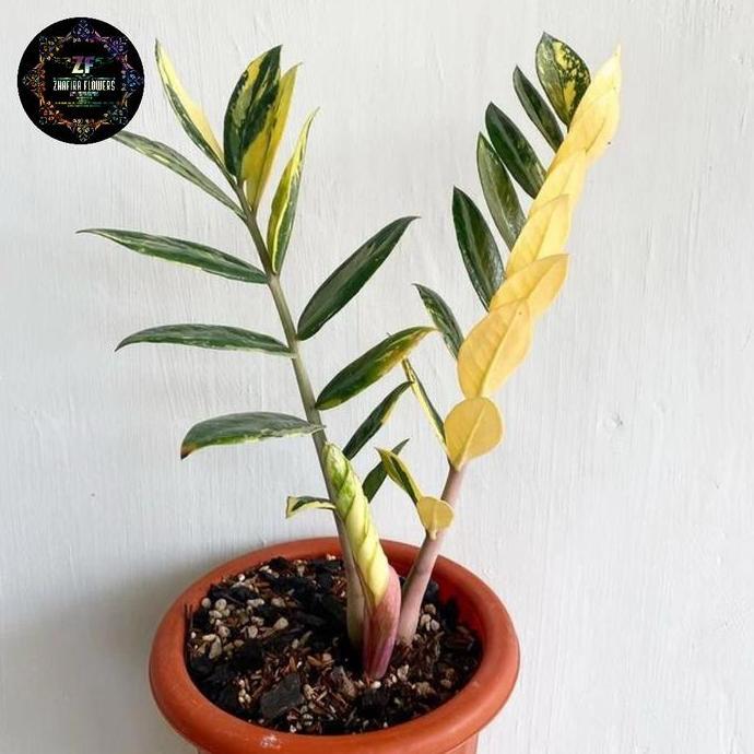 Dollar zamia culcas varigata /tanaman Zamia Culcas varigata
