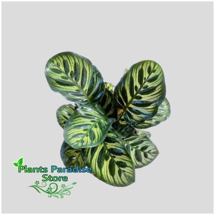 Calathea makoyana - makoyana peacock - tanaman hias calathea makoyana