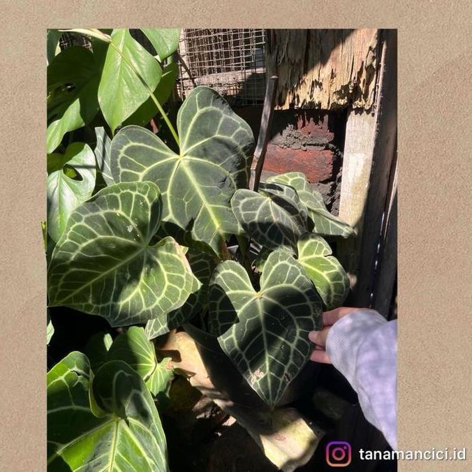 Best Seller Anthurium Tarantula Kuping Gajah Pagoda Rimbun Ready Surabaya Barat Premium