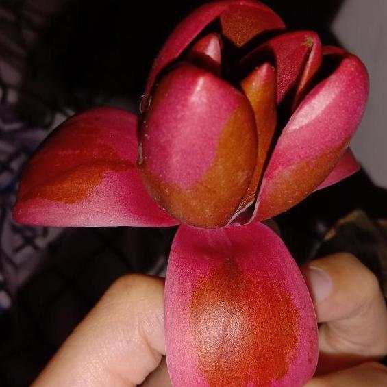 bibit cempaka merah / tanaman cempaka merah / kantil merah