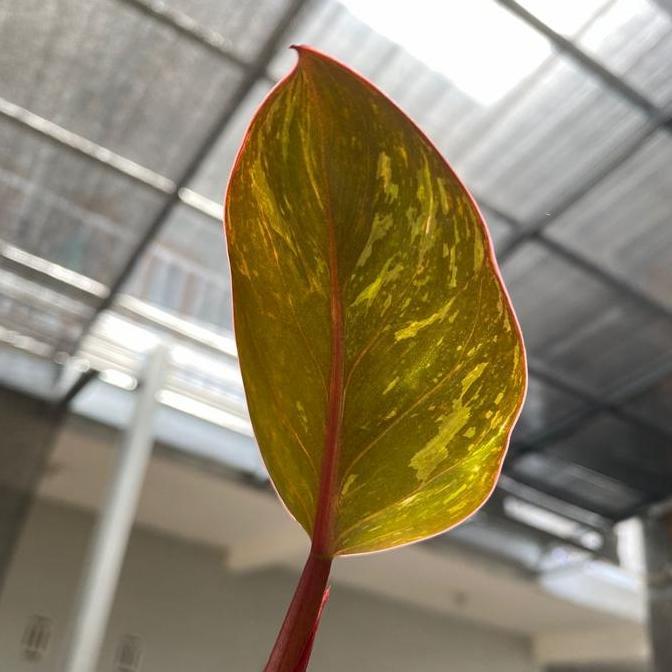 philodendron red congo variegata