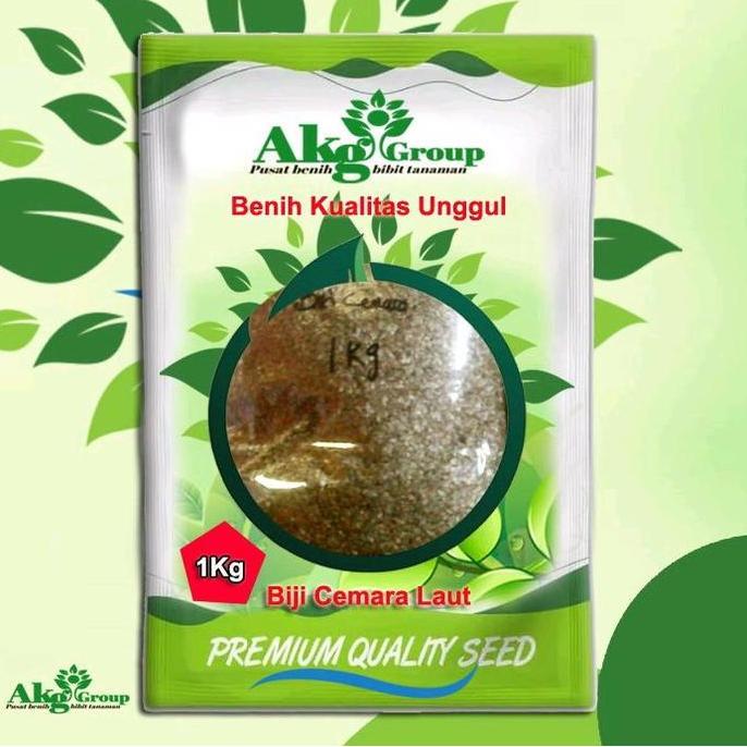 Biji Benih Tanaman cemara laut paket 1kg