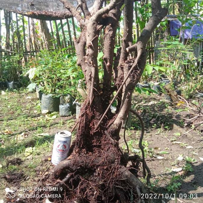 bahan bonsai beringin iprik ficus asli dongkel