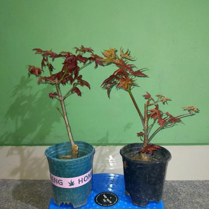 Pohon Red Maple Japanese Import