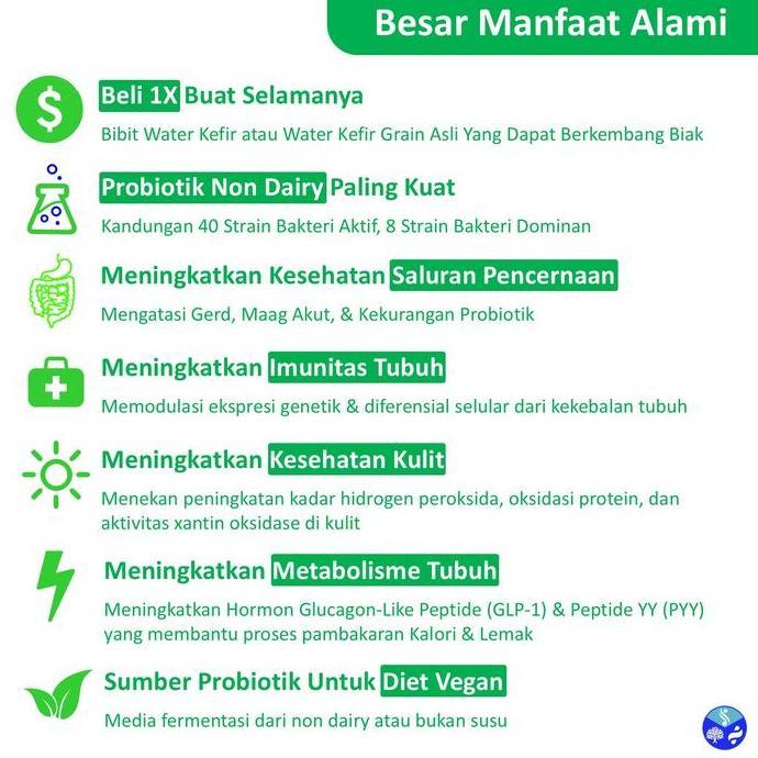 Milky- Ter Kefir Grain | Alga Kristal | Alga | Tibicos | Kefiree | Bibit Ter Kefir Grade C | 50 Gram