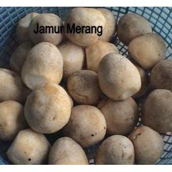 Newnature- Jamur Merang Segar Berat 1 Kg