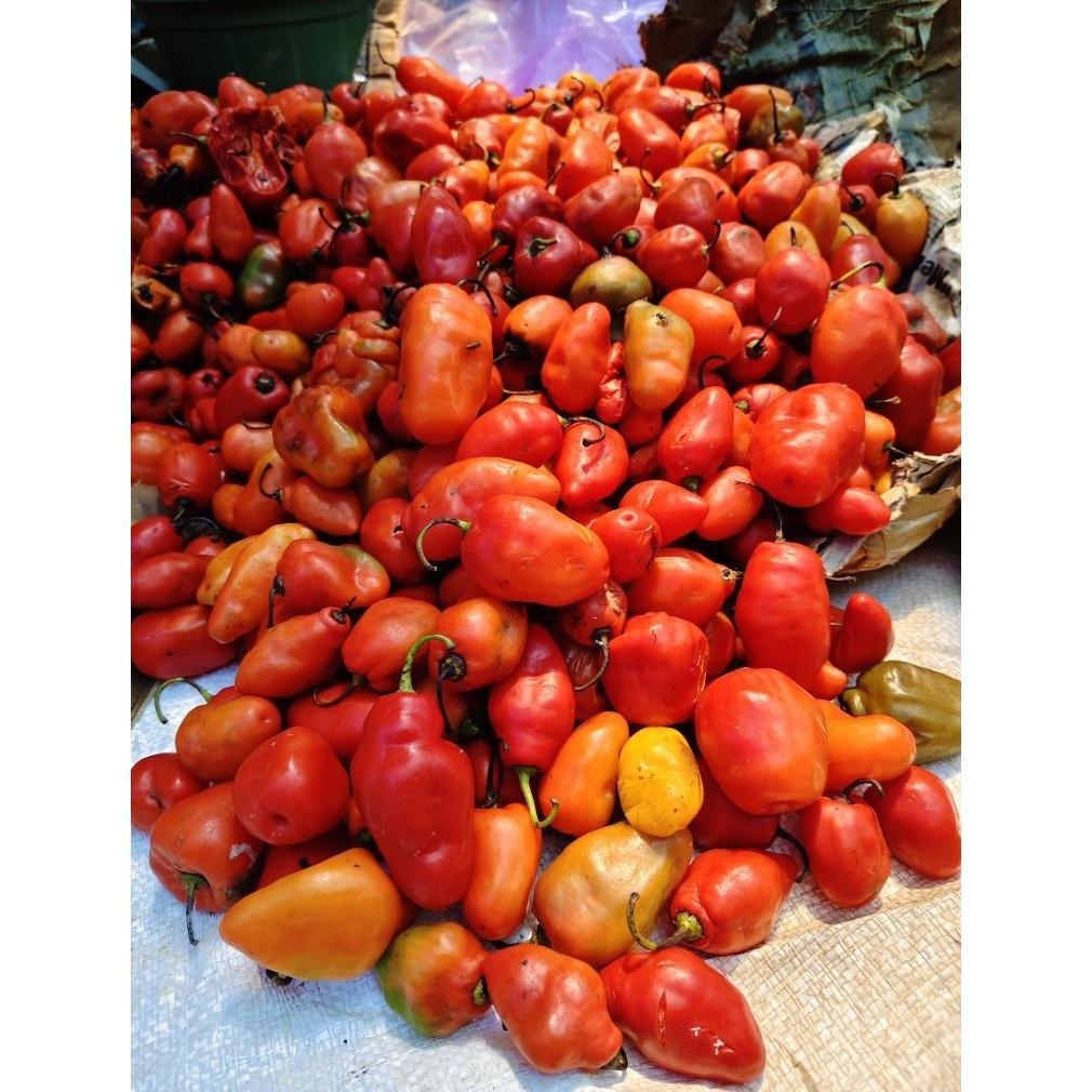 , ( 20 Biji ) Benih Cabe Gendot | Cabe Setan Gendot | Cabe Gendot | Cabe Pedas ,
