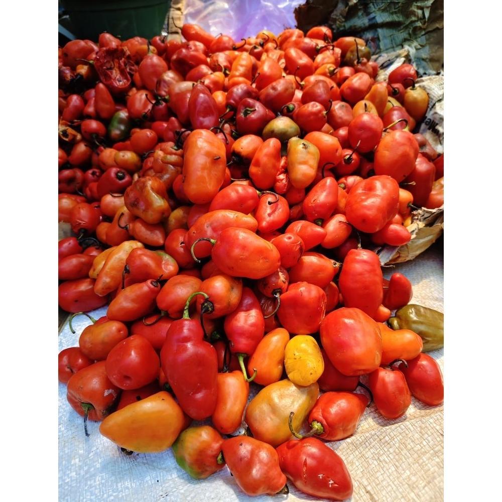 , ( 20 Biji ) Benih Cabe Gendot | Cabe Setan Gendot | Cabe Gendot | Cabe Pedas ,