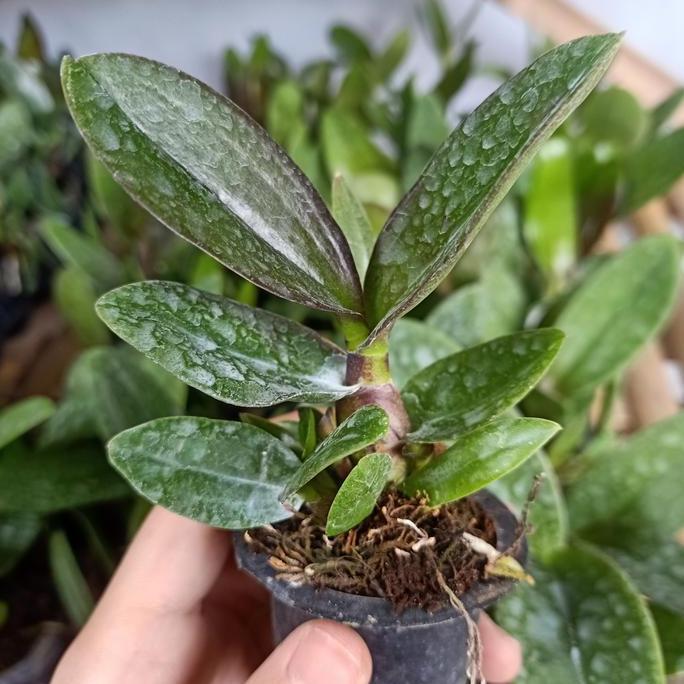 Pirc- Dendrobium Mpu Gandring