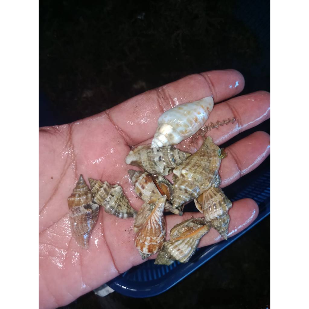 Keong Hias Air Laut  Keong Strombus