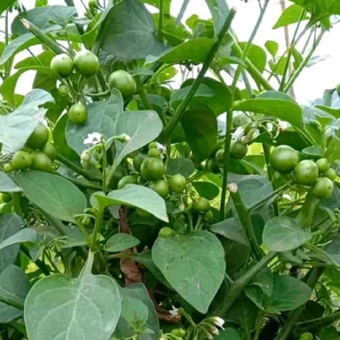 Decorao - Bibit Pohon Leunca Siap Berbuah | Pohon Leunca