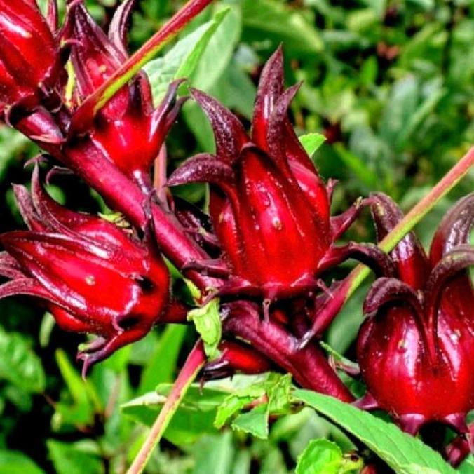 Parque - Pohon Bunga Rosela Bunga Rosela Bibit Rosela - Tropi Indonesia