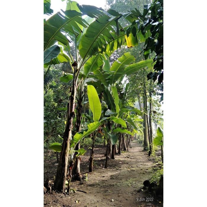 Bibit pisang anakan 50cm 100cm 150cm Kepok Ambon Tanduk RajaBulu Aneka MMZ