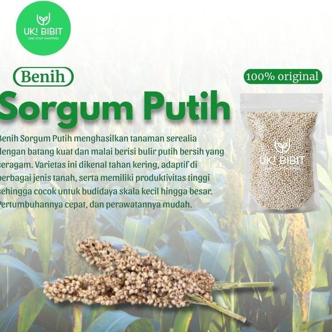 Parque - ( 1 Kg ) Benih Biji Sorgum Putih | White Sorghum | Jagung Cantel Putih
