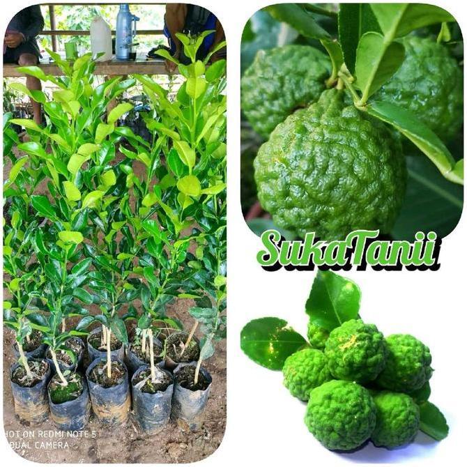 Parque - Bibit Jeruk Purut Okulasi Bibit Daun Jeruk Bibit Daun Jeruk Bumbu Masak Unggulan