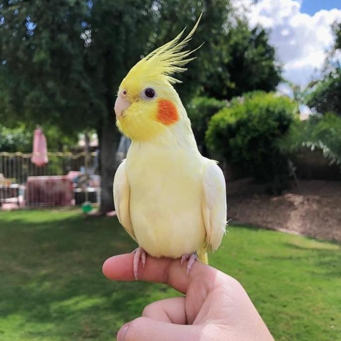 +%+%+%] Tali buat Burung Kecil Parkit Perkici Lovebird Falk Beo Perkutut Jalak