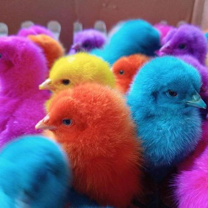 Anak Ayam Warna Warni Hidup Ayam Pelangi Super Beli 10 Free 1