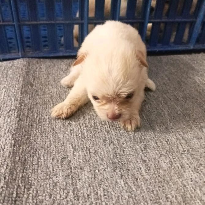 Anabul / Anakan Anjing Umur 7 Minggu