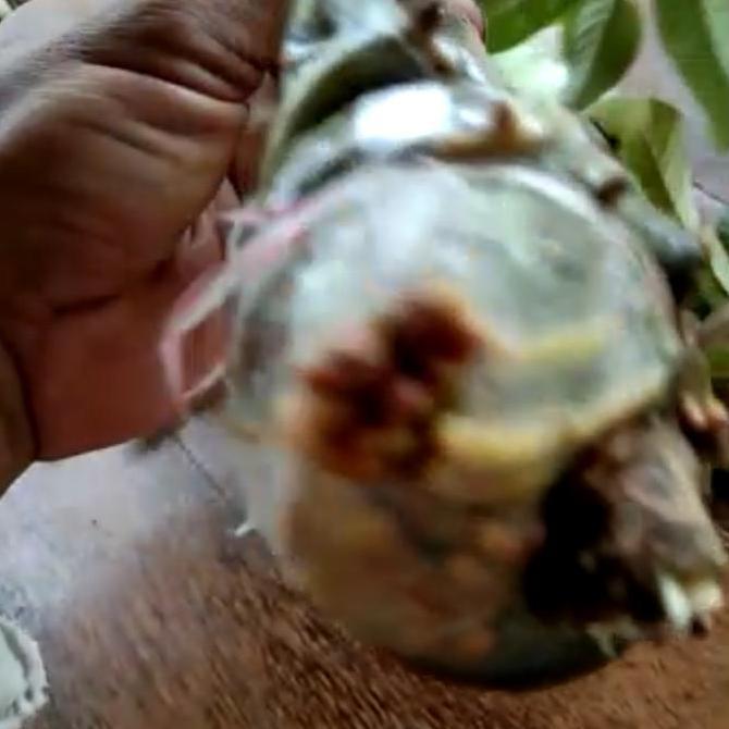 bibit mamey sapote lorito