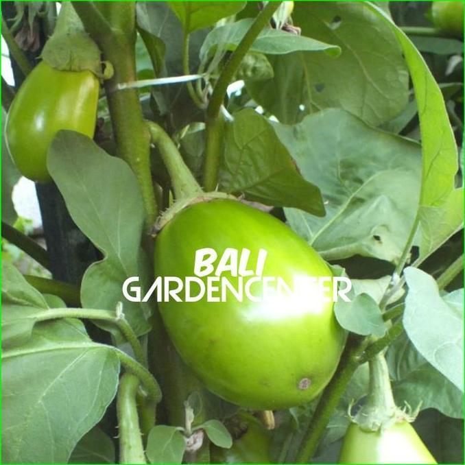 Promo Benih Biji Terong Pondoh Hijau - Terong Pondoh Unggul Cod