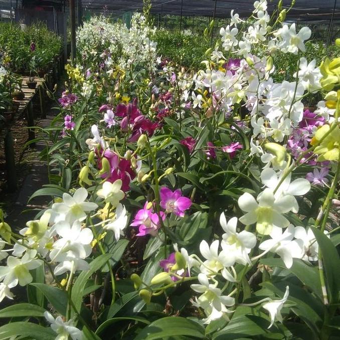 Promo Anggrek. Dendrobium Cod