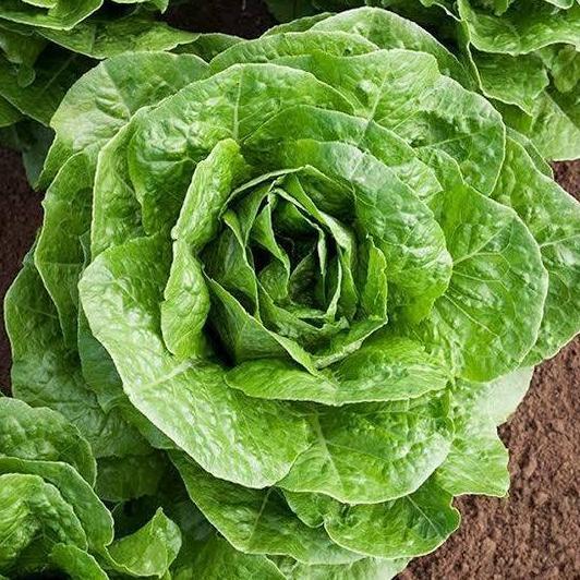 2 Biji Bibit Benih Sayur Romaine Lettuce Selada Romaine