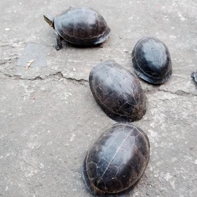 kura kura ambon batok sepasang indukan [ FREE PELET]