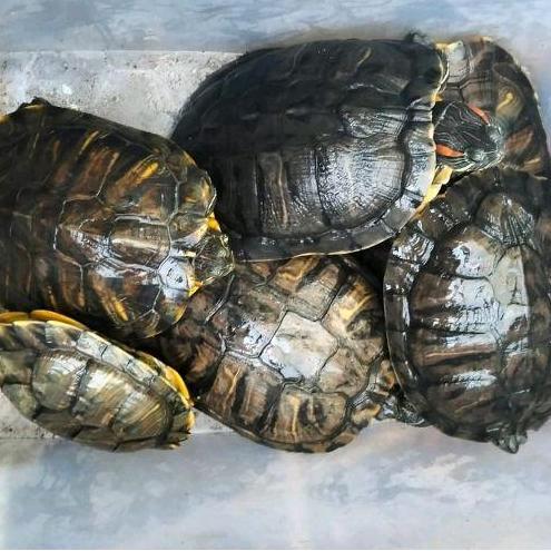 Makanan Pakan Pelet Ikan Kura Kura Brazil Dewasa Indukan Res Red Ear Slider Turtle Jumbo Mainan Anak