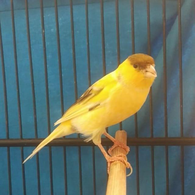 Kenari F1 Ys Gacor Dor New Stok