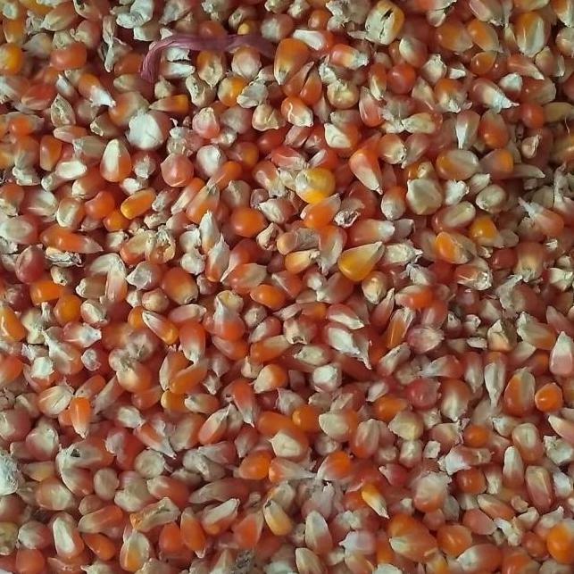 Jagung Kristal Pakan Burung Merpati Setengah Kilogram 1/2 KG murah