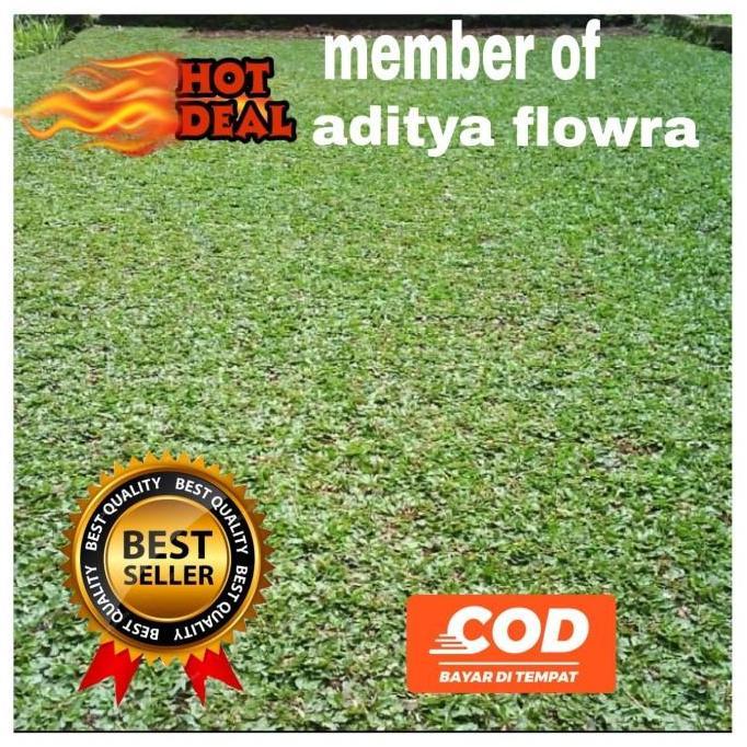 jual rumput gajah mini/bibit rumput gajah mini