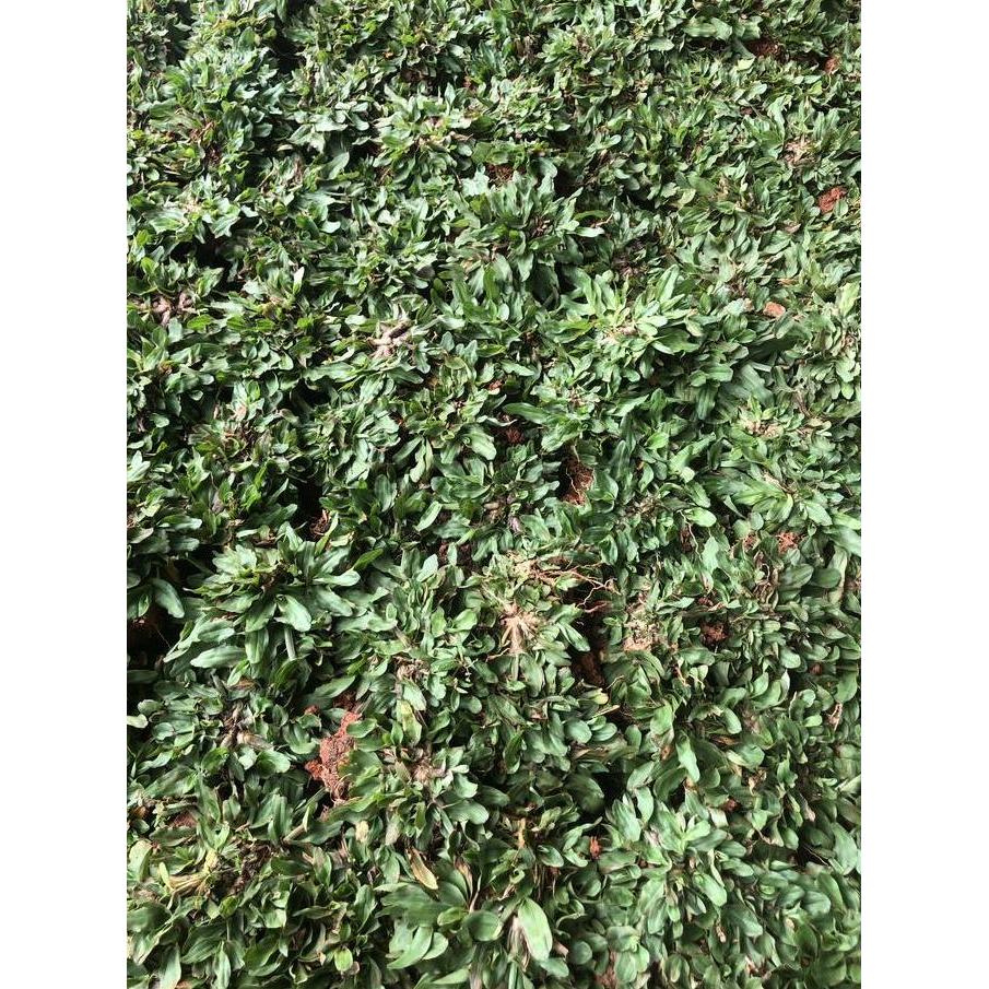 rumput gajah mini 1 meter