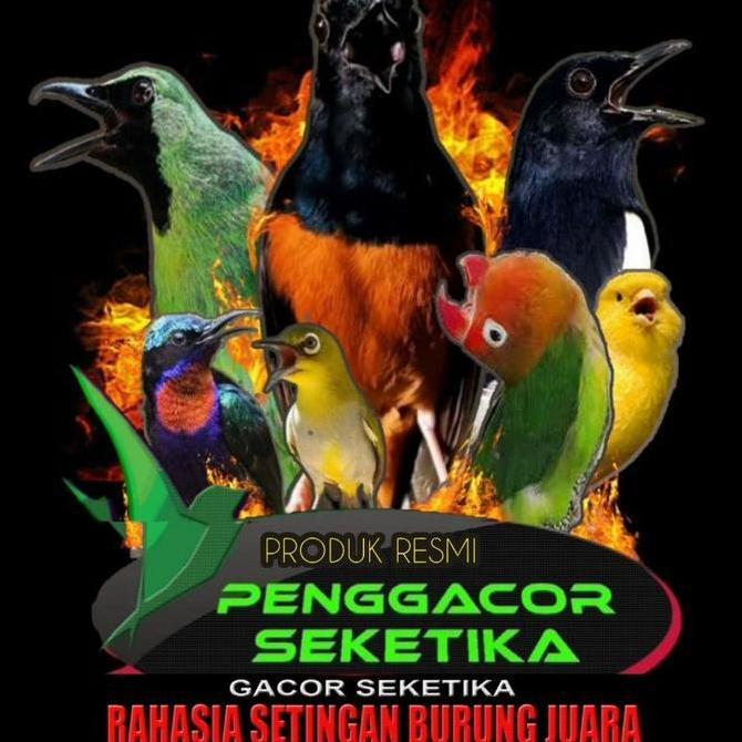 Cod,Bisa- Ambrol Voer Hijau Perontok Bulu Burung Terjamin Ambrol Total Untuk Burung Murai Kacer Anis