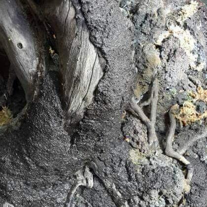 GROOT magic grow , media tanam terrarium / paludarium