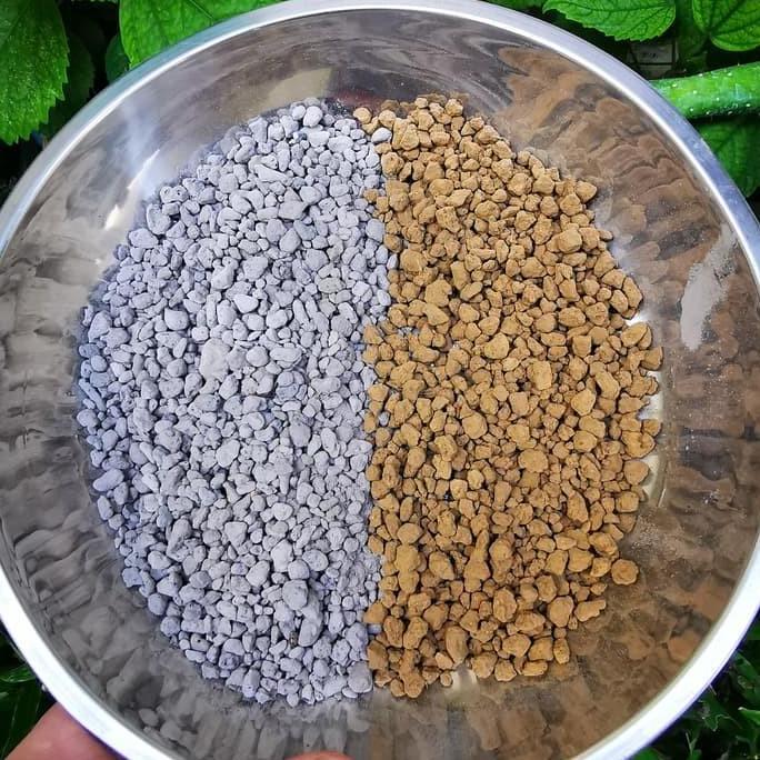 UU Media Tanam Kaktus Sukulen Lithops, dll.