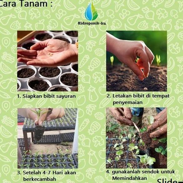 Bibit /Benih Cabe Besar Gada F1 isi ( 50 biji ) REPACK Hidroponik ku