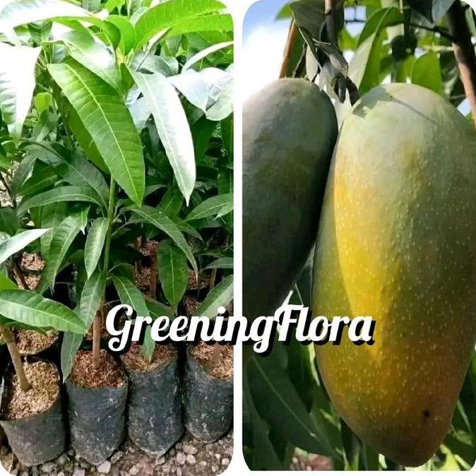 [COD] BIBIT MANGGA KIOJAY BIBIT MANGGA JUMBO KIOJAY OKULASI