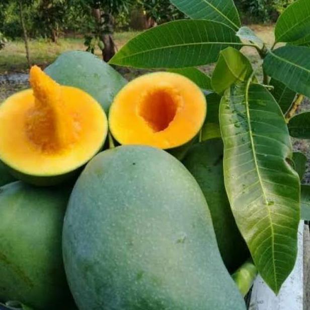BIBIT UNGGUL POHON MANGGA MAHATIR OKULASI