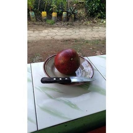 Bibit pohon buah delima merah Mesir jumbo produk laris