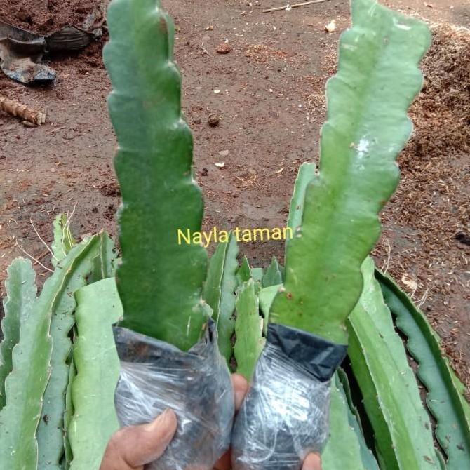 POHON Bibit Pohon Buah Naga-Pohon Buah Naga DDDD TAMBULAPOT