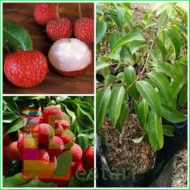 Bibit Leci Merah / Bibit Buah Super / Taman Bibit Leci produk laris